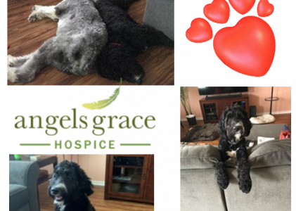 Hospice Pet Therapy Program