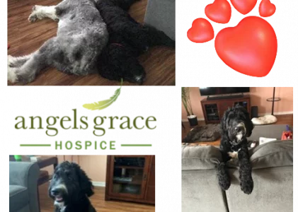 Hospice Pet Therapy Program