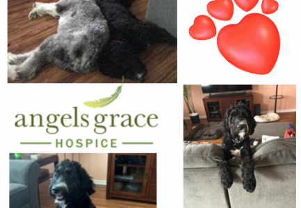 AGH hospice pet therapy dogs