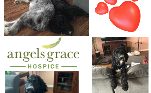 AGH hospice pet therapy dogs