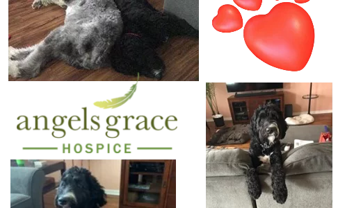 AGH hospice pet therapy dogs